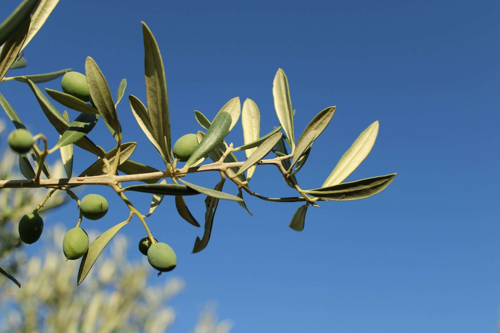 Rama de olivo con aceitunas verdes contra el cielo