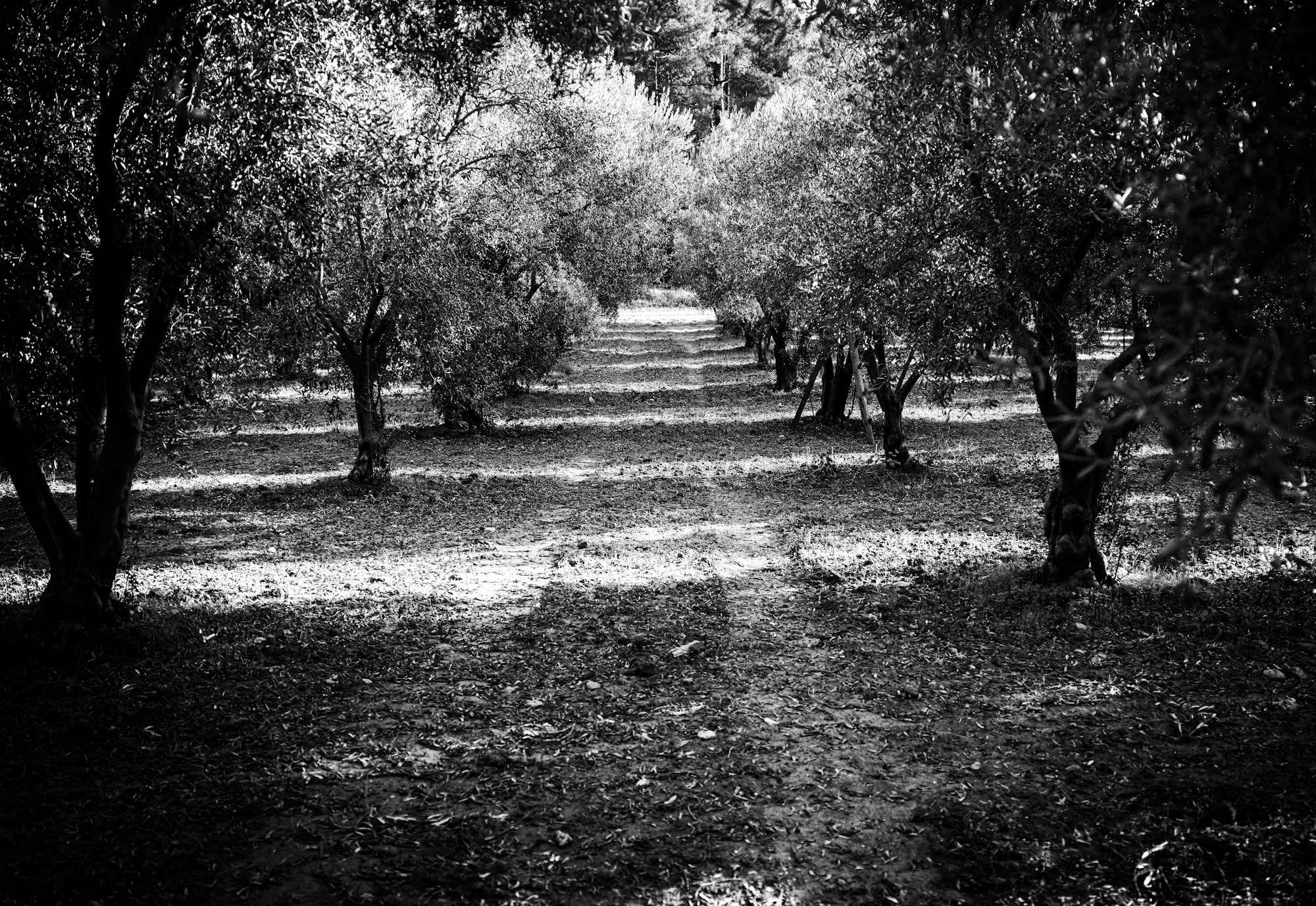 Hileras de olivos en un olivar moteado por el sol